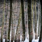 winterwald