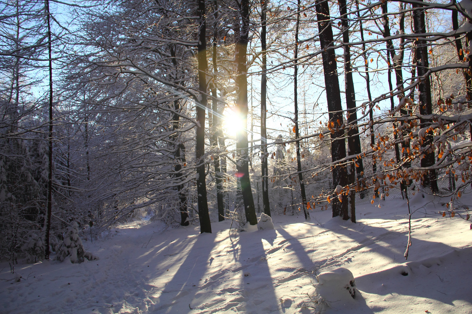 Winterwald