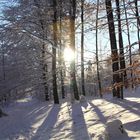 Winterwald