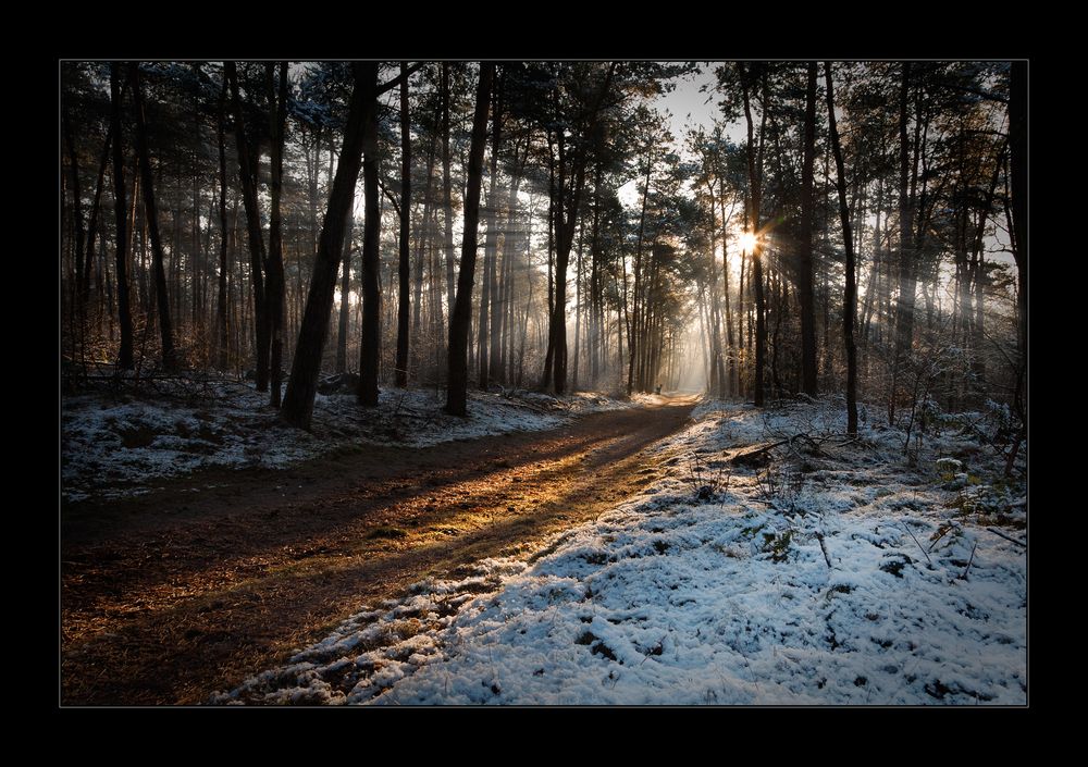 Winterwald