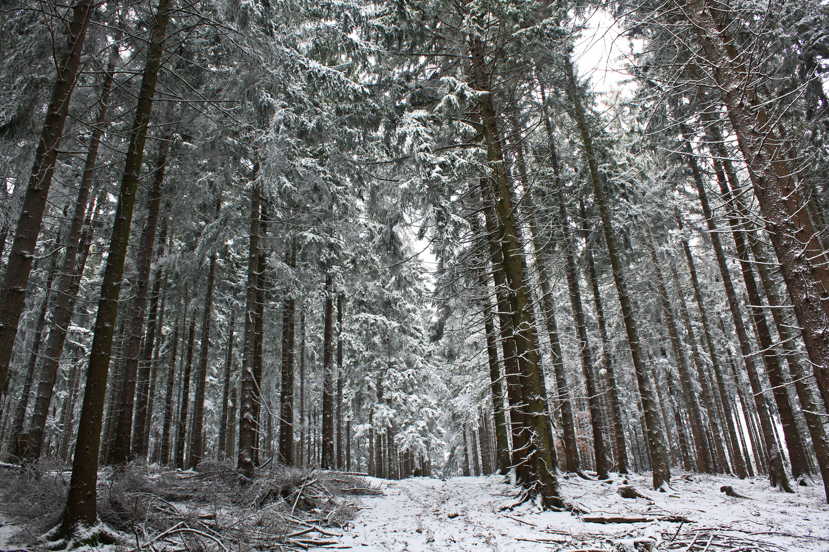 Winterwald