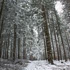 Winterwald