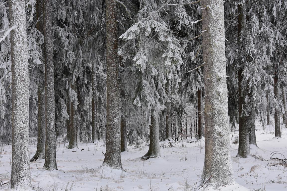 Winterwald