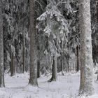 Winterwald