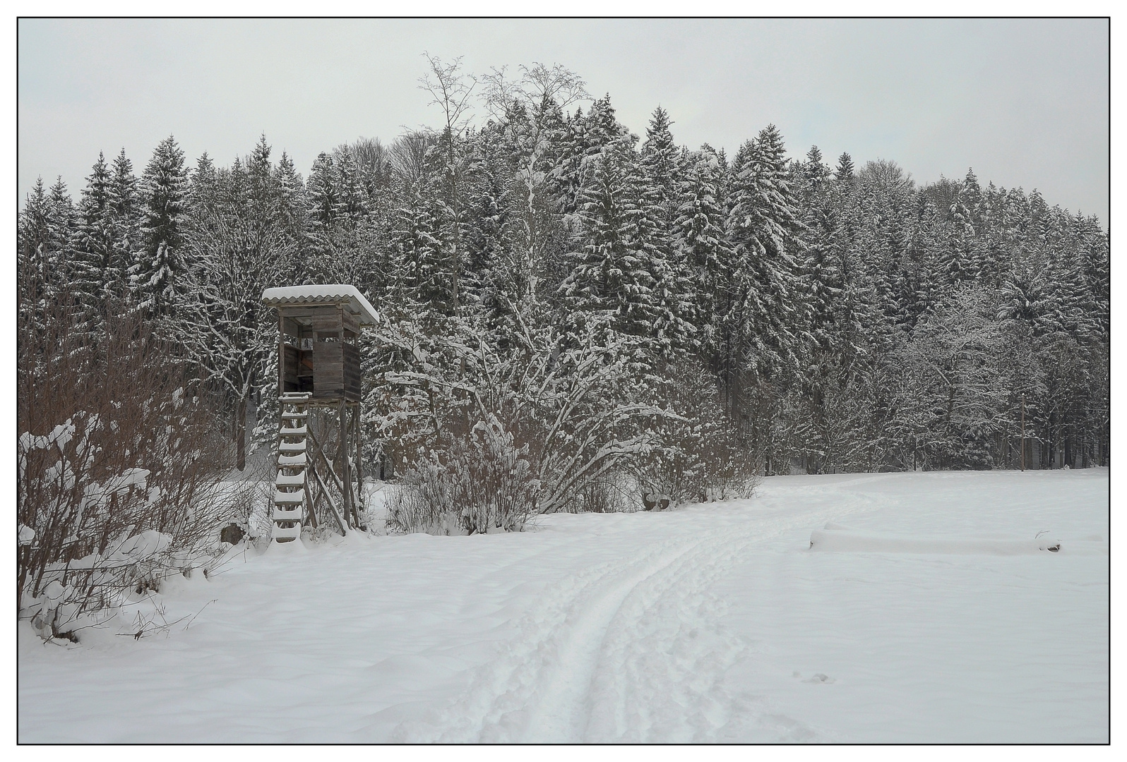 Winterwald