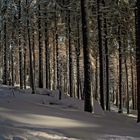 Winterwald 