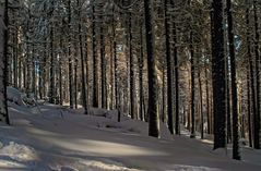 Winterwald 