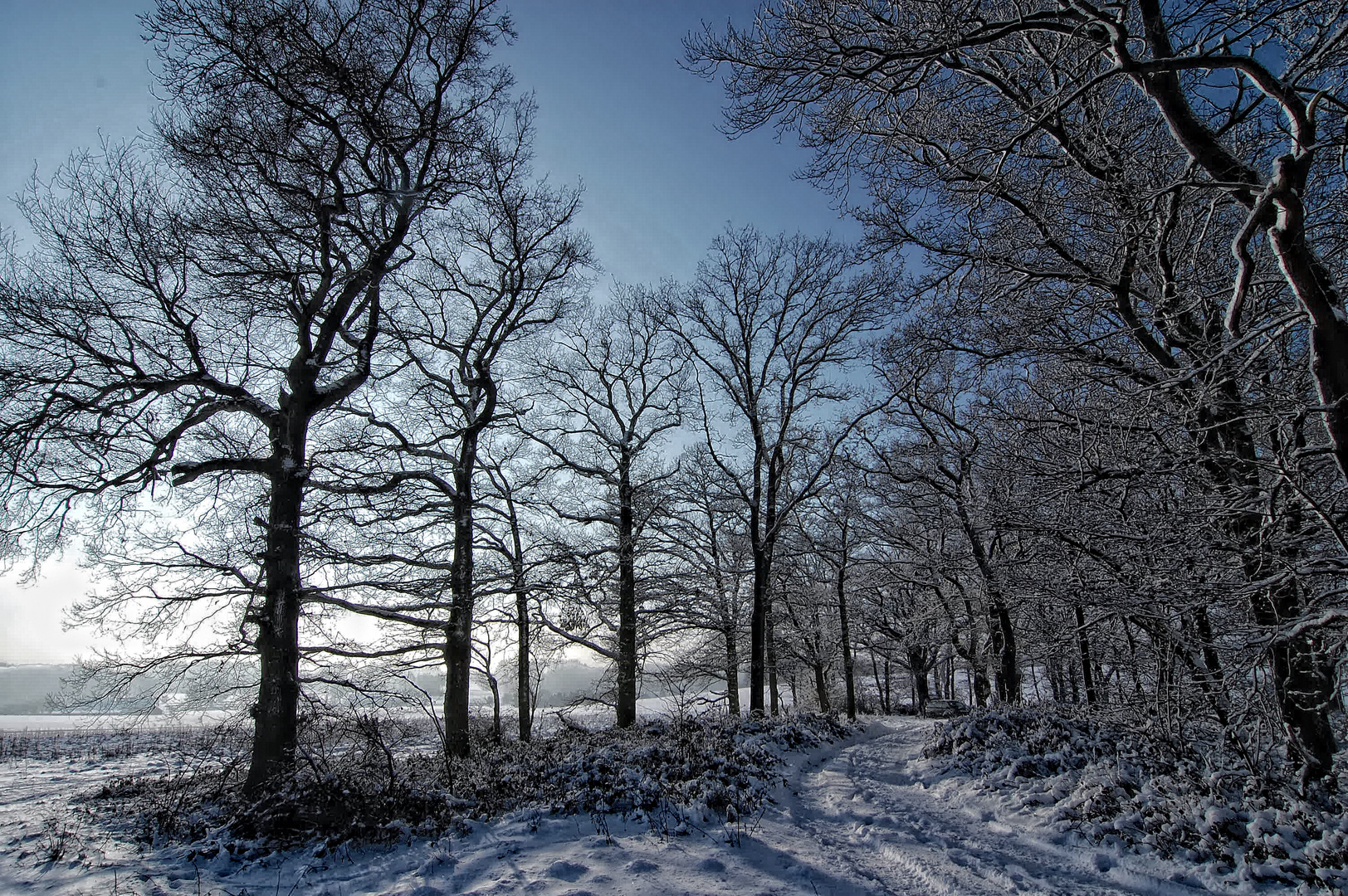 Winterwald