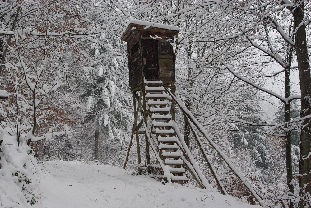 Winterwald