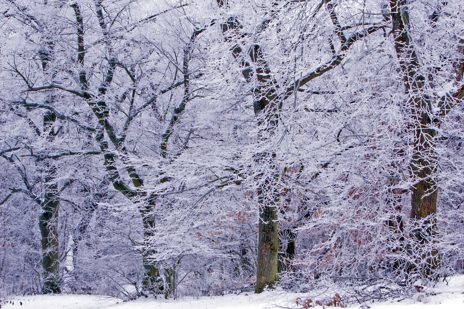 Winterwald