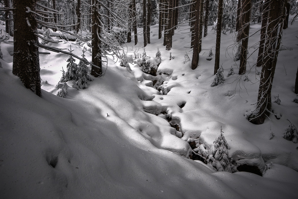 Winterwald