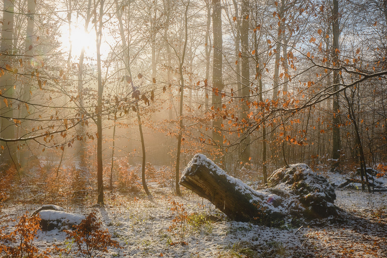 Winterwald