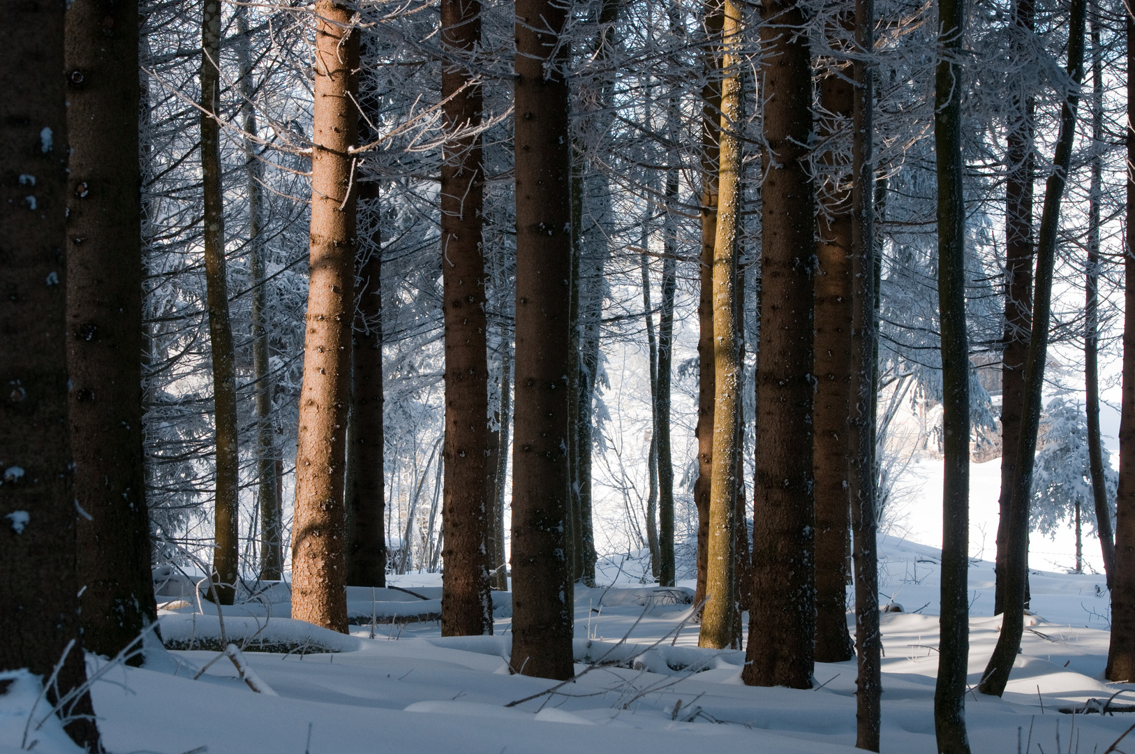 Winterwald