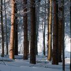 Winterwald