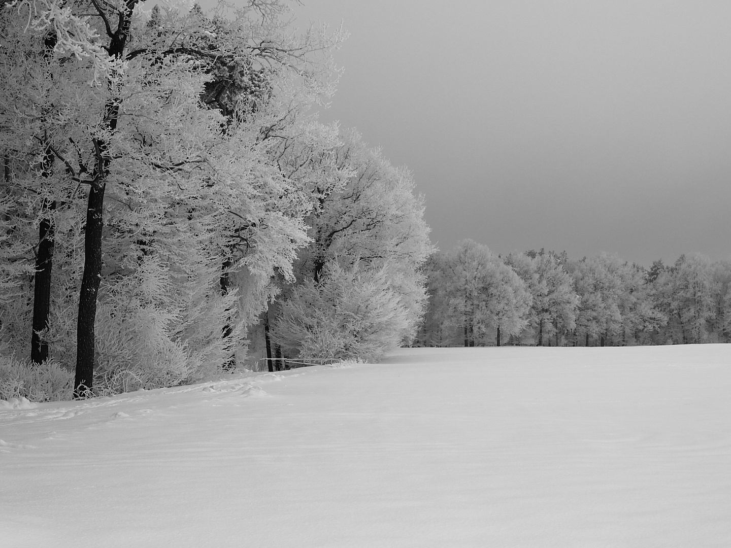 Winterwald