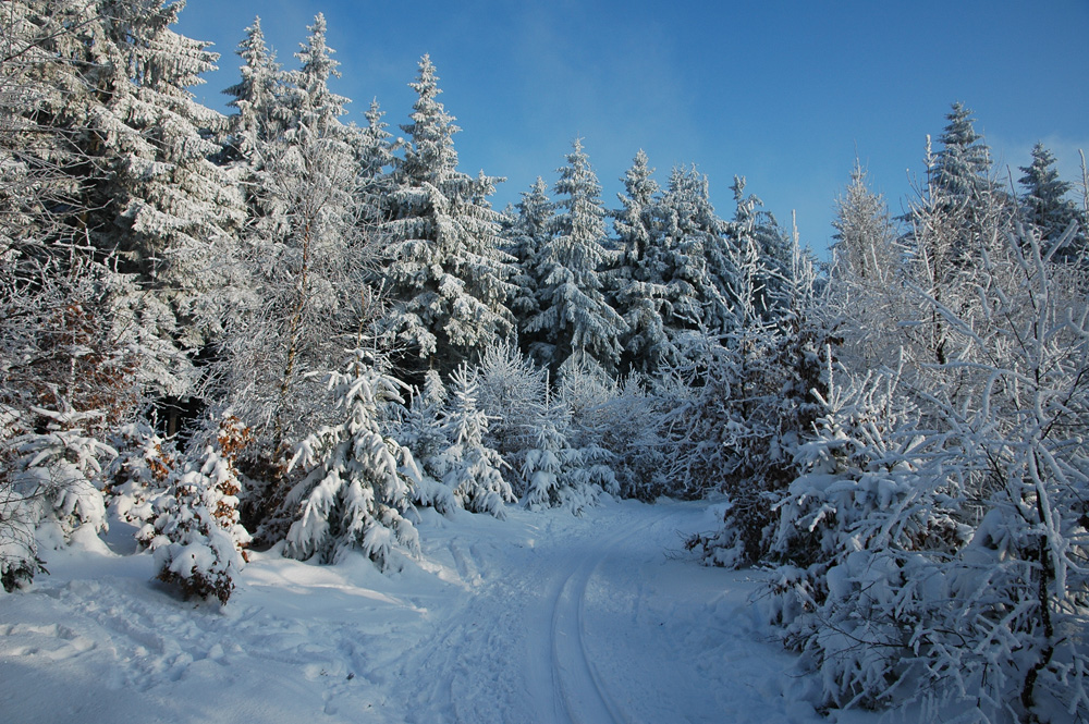 Winterwald