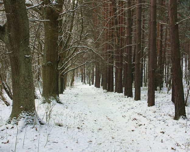 Winterwald