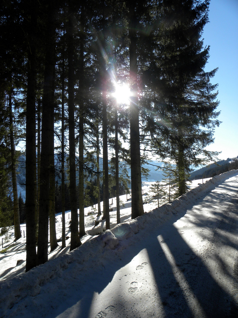 Winterwald...