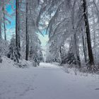 Winterwald