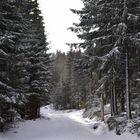 winterwald