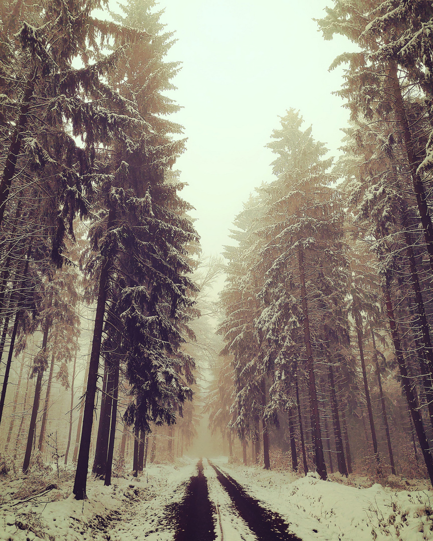 Winterwald