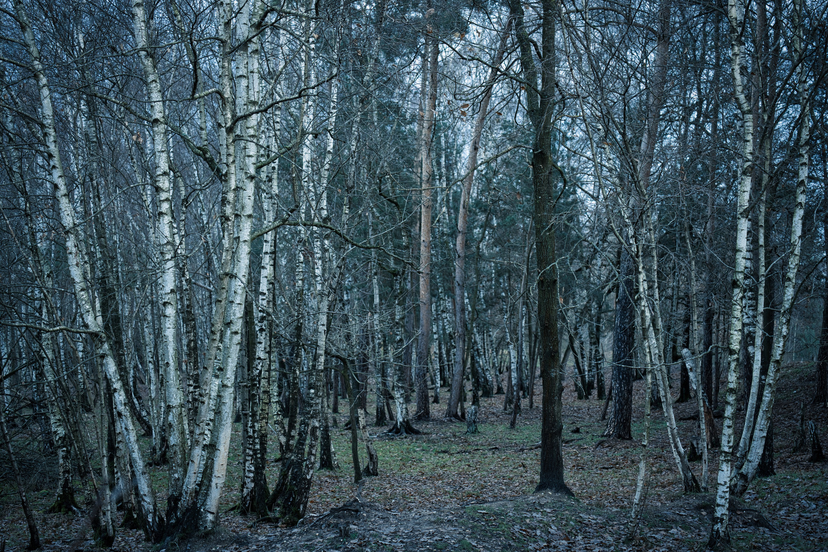 Winterwald