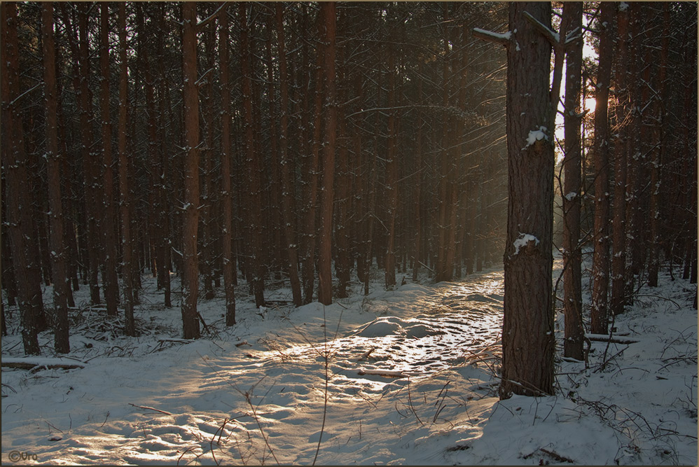 Winterwald