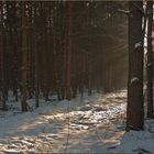 Winterwald