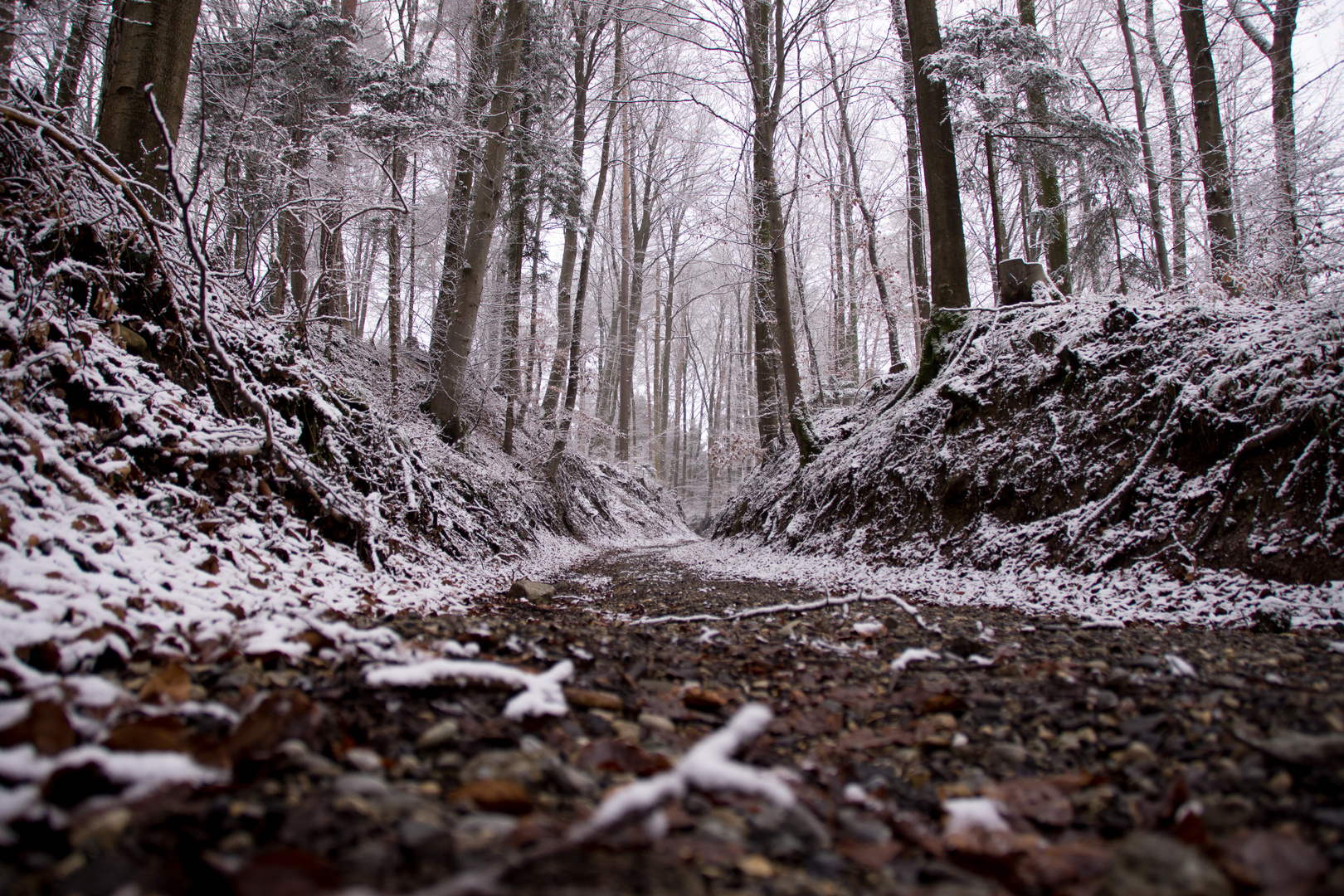 Winterwald