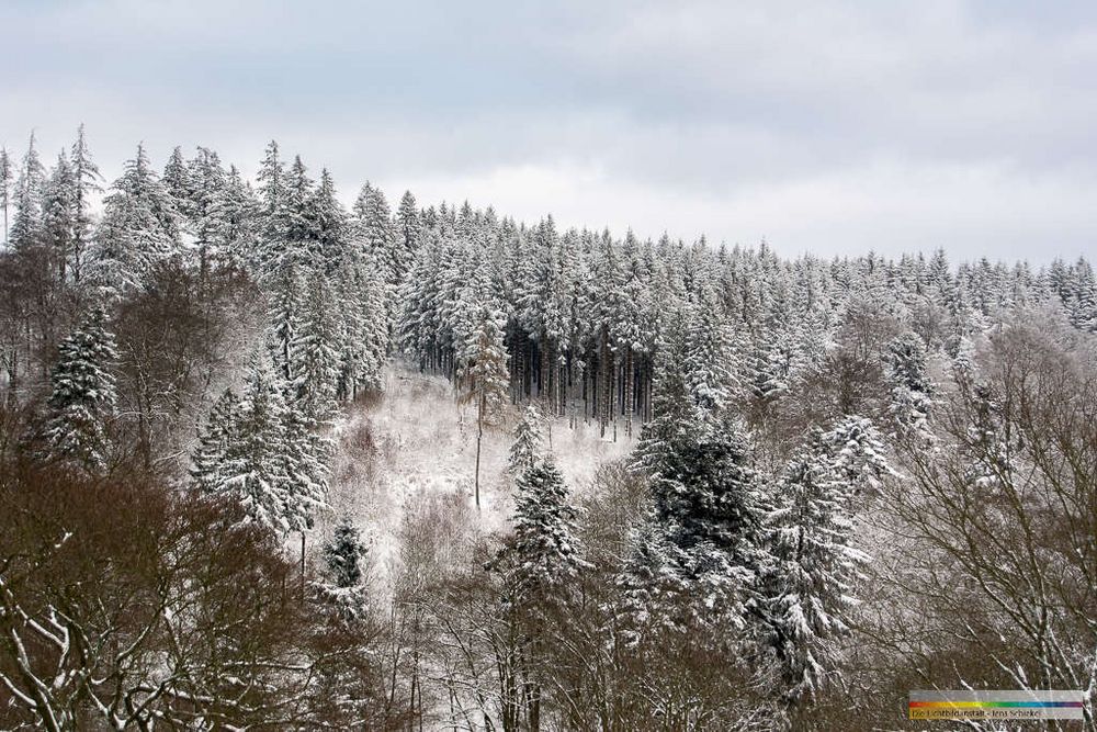 Winterwald