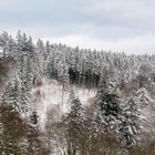 Winterwald