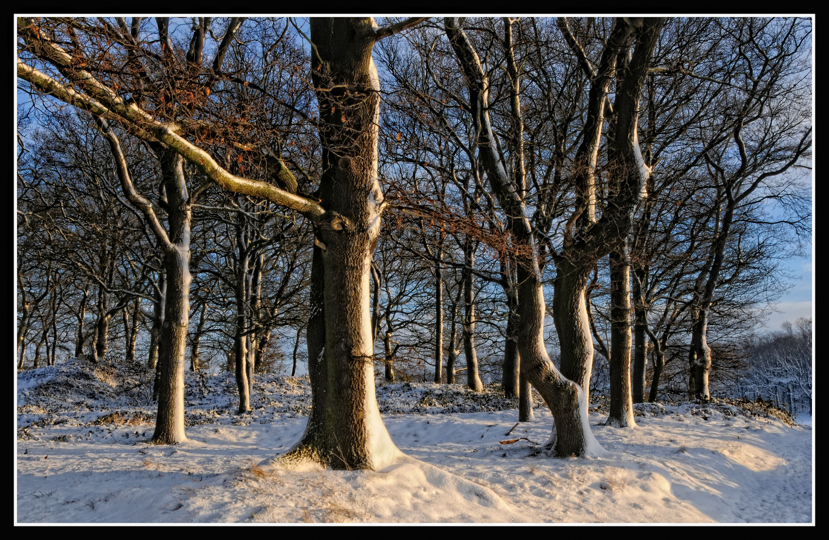 Winterwald