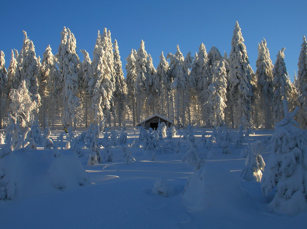 Winterwald von Raphael Jonuscheit