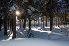 Winterwald