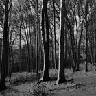 - Winterwald -