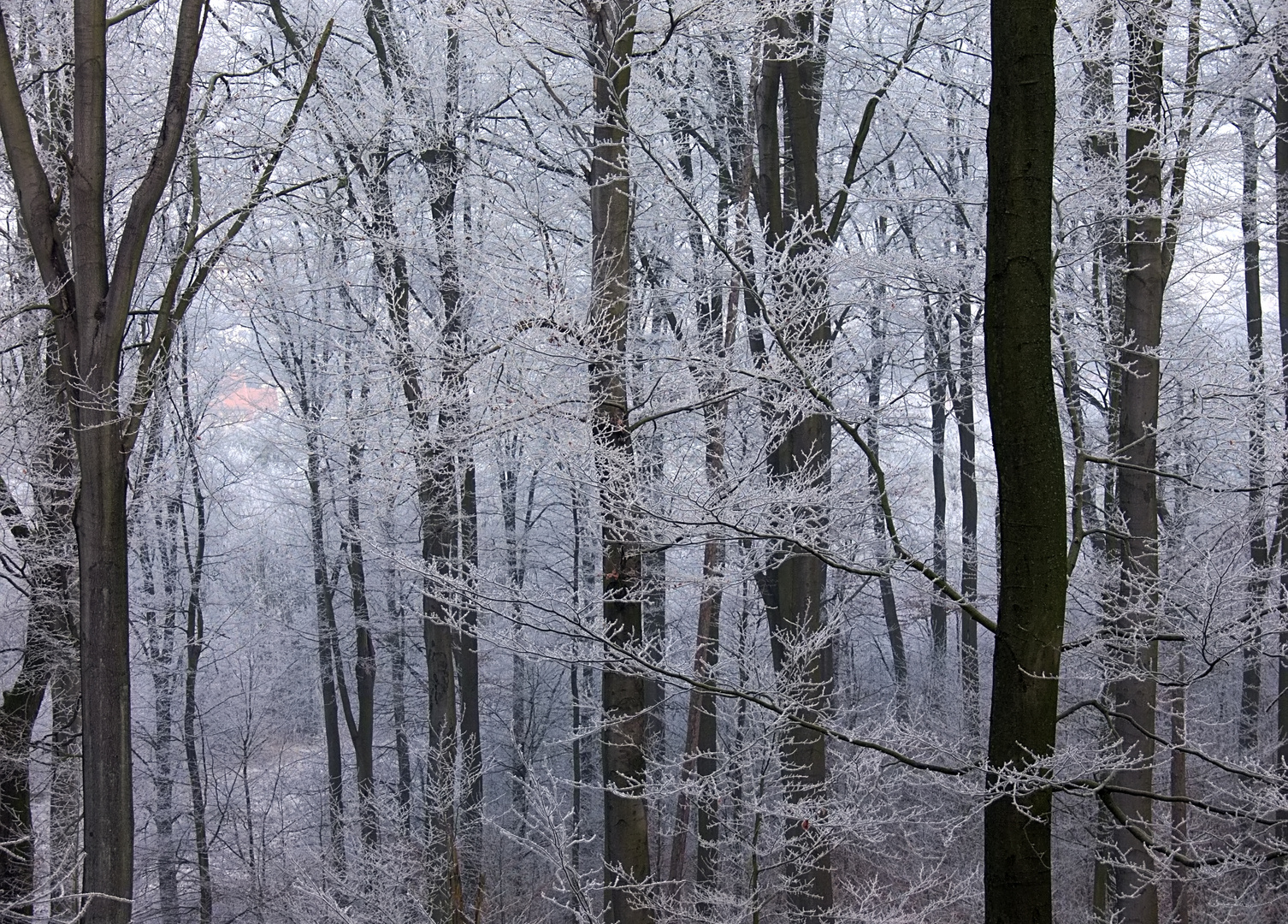 Winterwald