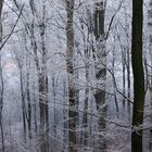 Winterwald