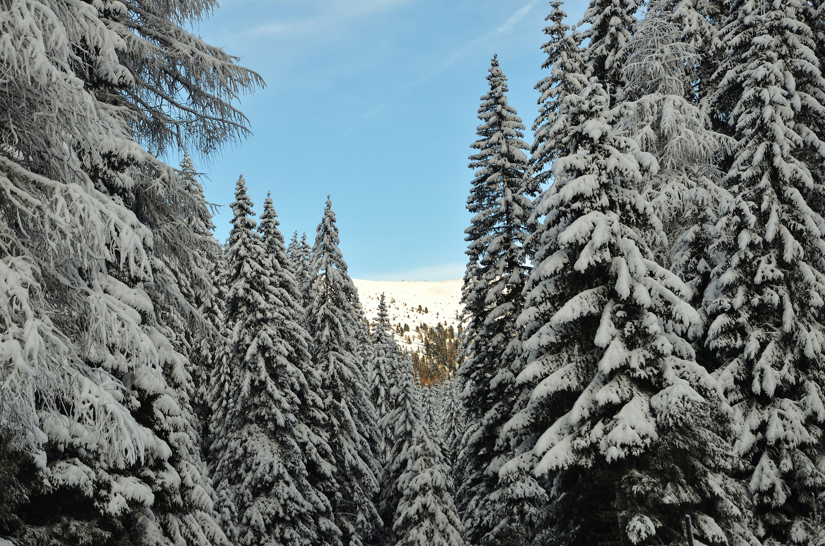 Winterwald