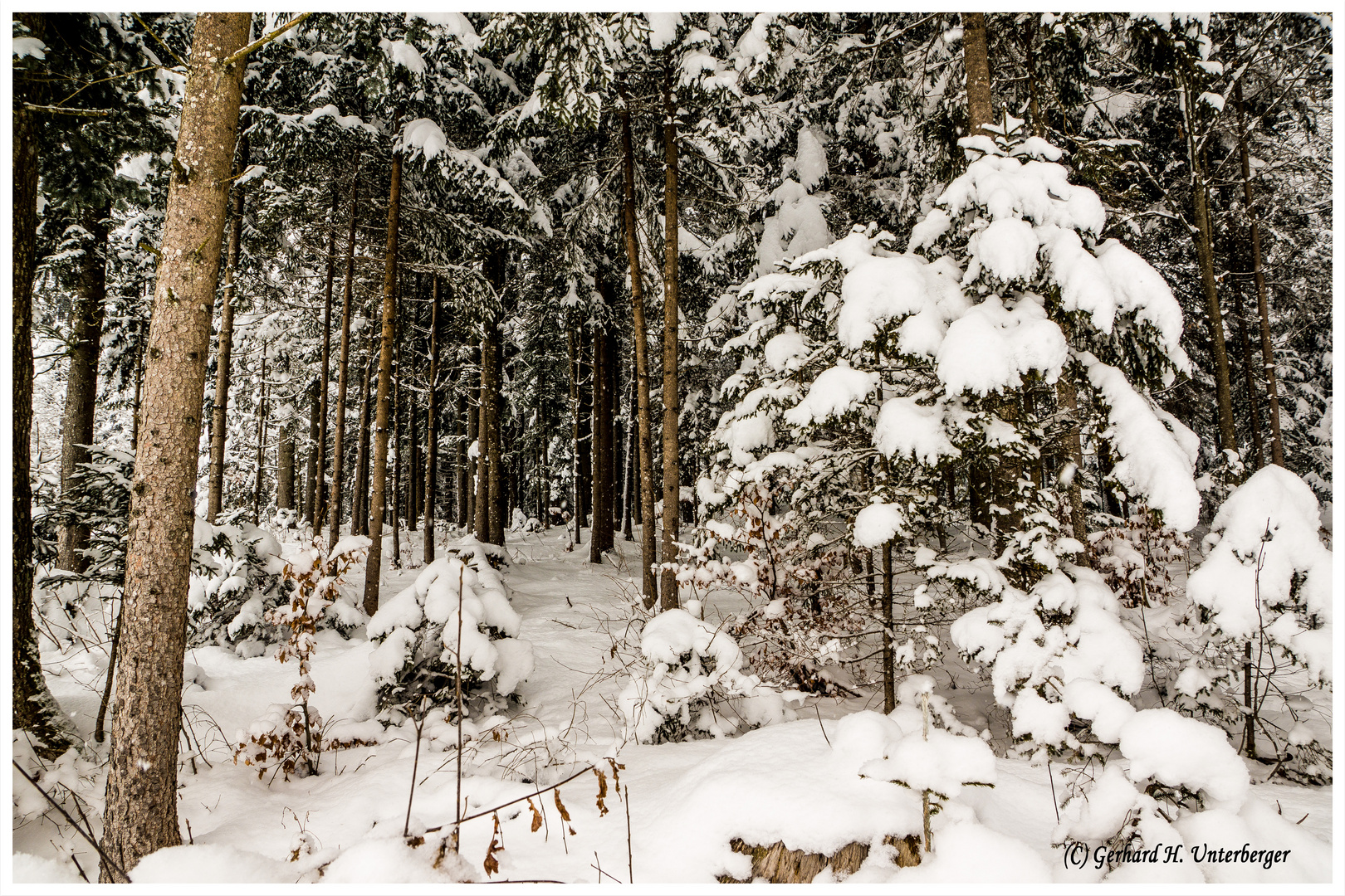 Winterwald