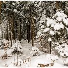 Winterwald