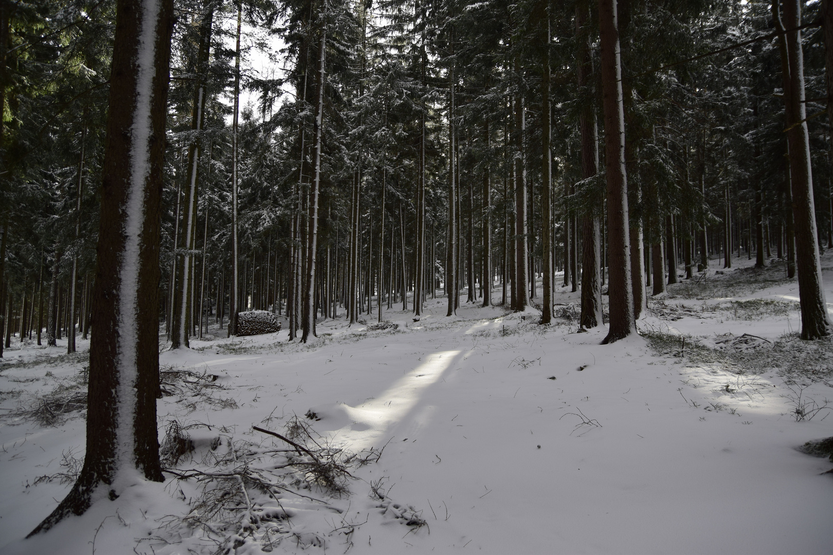 winterwald