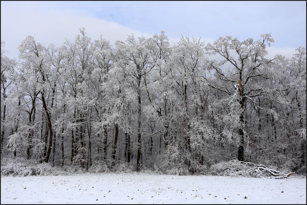 Winterwald