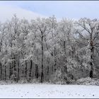 Winterwald