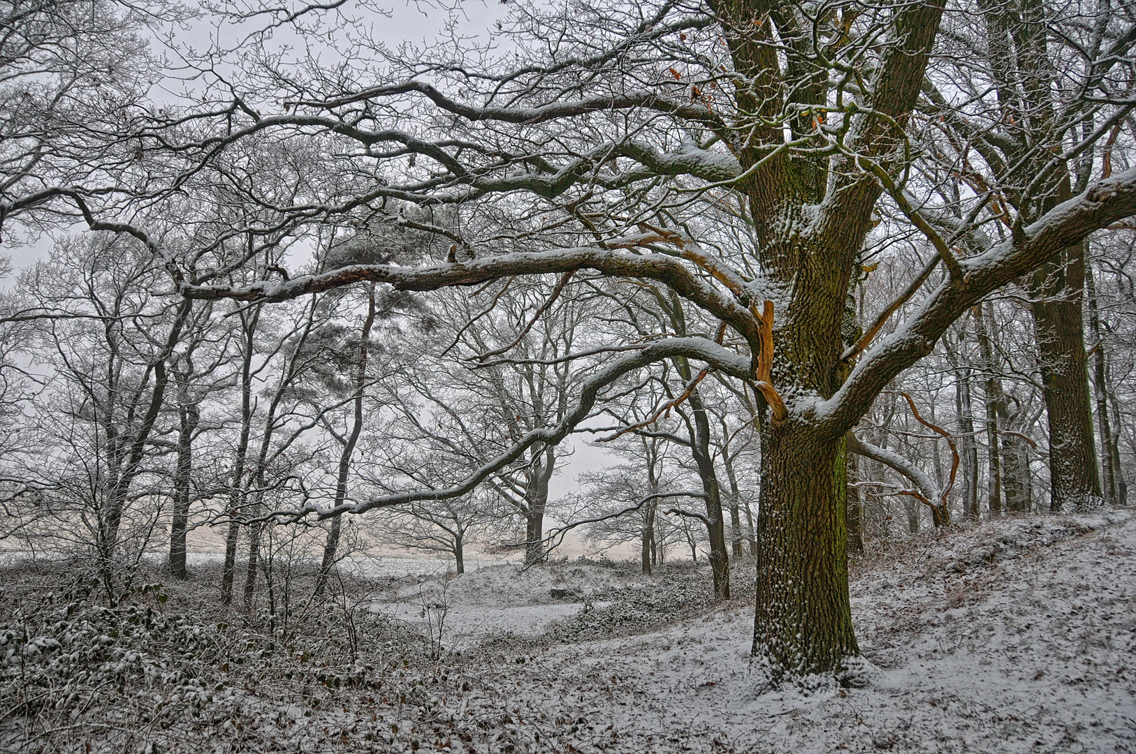 Winterwald