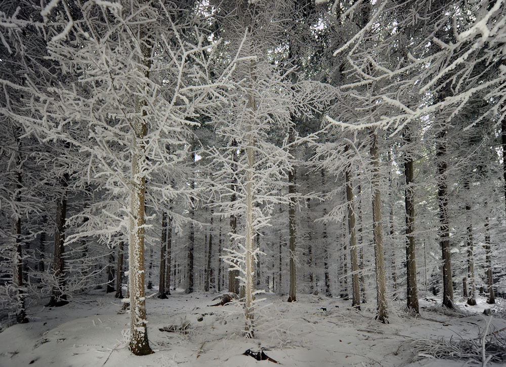 Winterwald