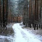 Winterwald ......