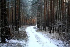 Winterwald ......