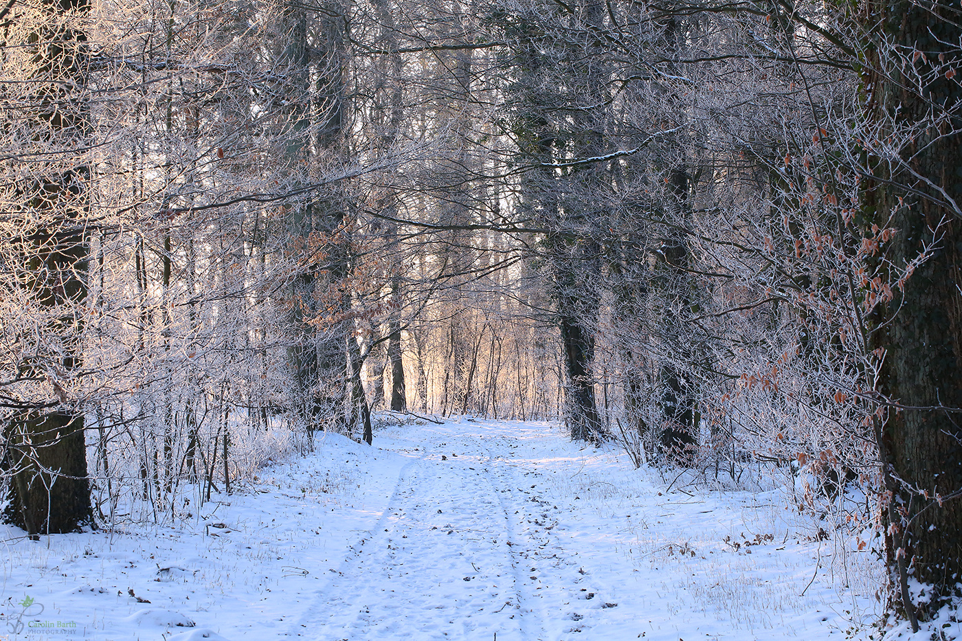 Winterwald