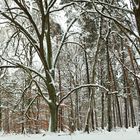 Winterwald