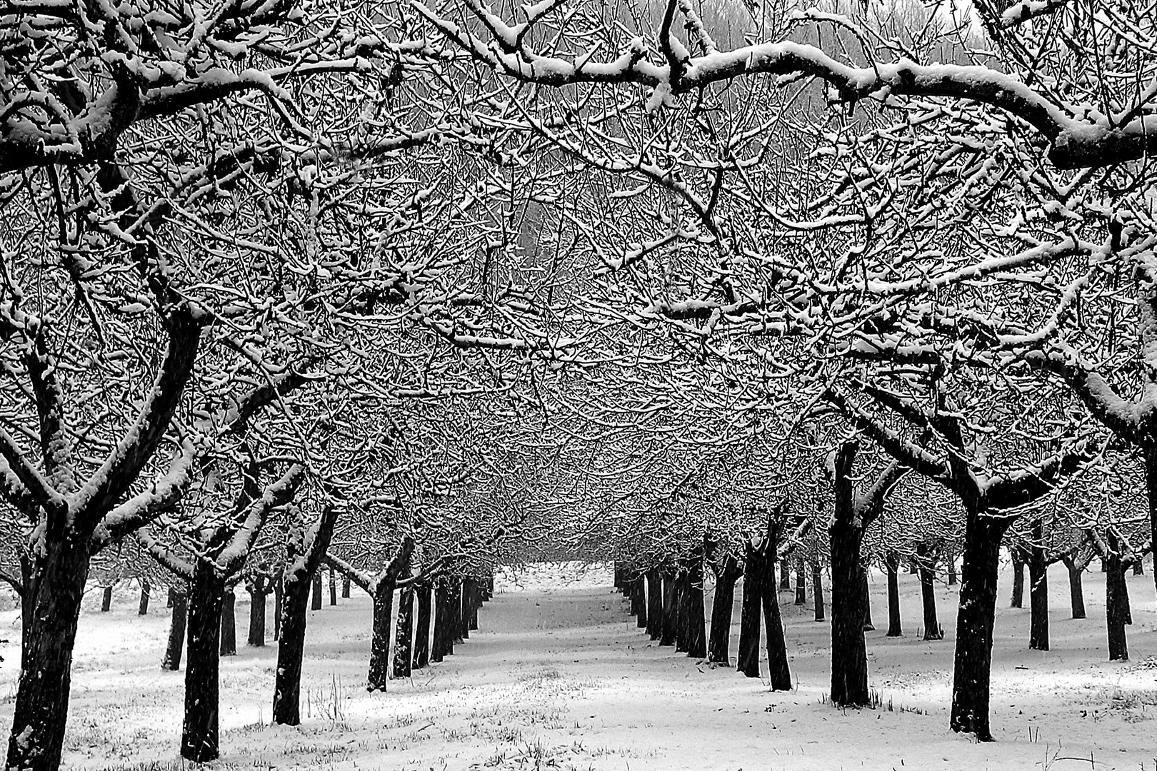 Winterwald